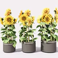 Beautiful Sunflowers in Gray Pots with Green Leaves and Fresh Bloom Arrangement