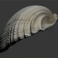 White Clam Shell With Regular Texture On Gray Background And Reflection 3d model