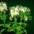 Herbaceous Plants With Various Colored Flowers Arranged In Clusters On Green Background
