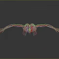 3D Human Body Model Displaying Internal Organs Hair Structure Blood Vessels And Skeleton