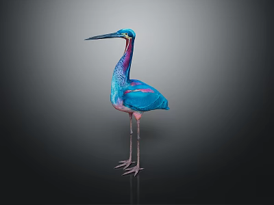 Colorful Blue And Pink Bird With Long Beak And Slender Legs Standing On Dark Background 3d model