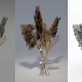 Minimalist Transparent Glass Vase With Dried Pampas Grass Reeds Home Decor