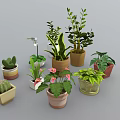 Collection of Diverse Potted Indoor Plants with Succulents Orchids and Leafy Varieties