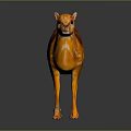 Small Orange And Brown Deer Like Animal With Shiny Fur Standing On Dark Background