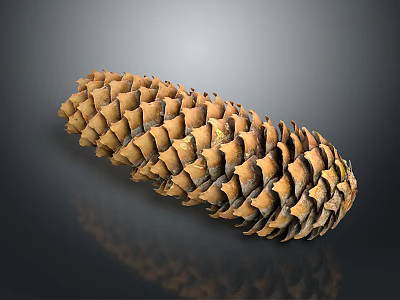 Pine Cone Containing Edible Pine Nuts Natural Healthy Organic Food Source 3d model