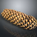 Pine Cone Containing Edible Pine Nuts Natural Healthy Organic Food Source