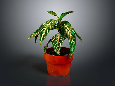 Green And White Striped Leaf Foliage Plant In Orange Pot For Indoor Decoration 3d model