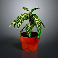 Green And White Striped Leaf Foliage Plant In Orange Pot For Indoor Decoration