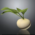 Fresh White Round Root Vegetable with Green Leaves on Dark Background 3d model