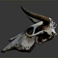 Cow Skull With Curved Horns Weathered White Surface On Gray Background