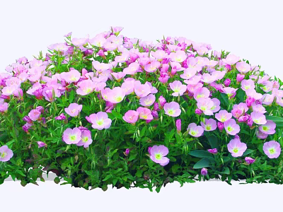 Vibrant Garden Bush With Pink And White Blooming Flowers And Green Leaves 3d model