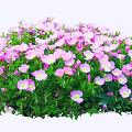 Vibrant Garden Bush With Pink And White Blooming Flowers And Green Leaves