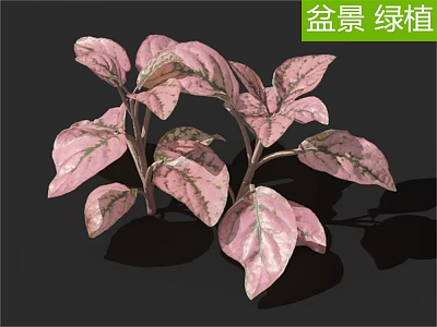 Bonsai Green Plants With Pink And Green Variegated Leaves For Indoor 3d model
