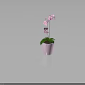 Pink Orchid Plant with Green Leaves and Pink Blooms in Pink Decorative Pot