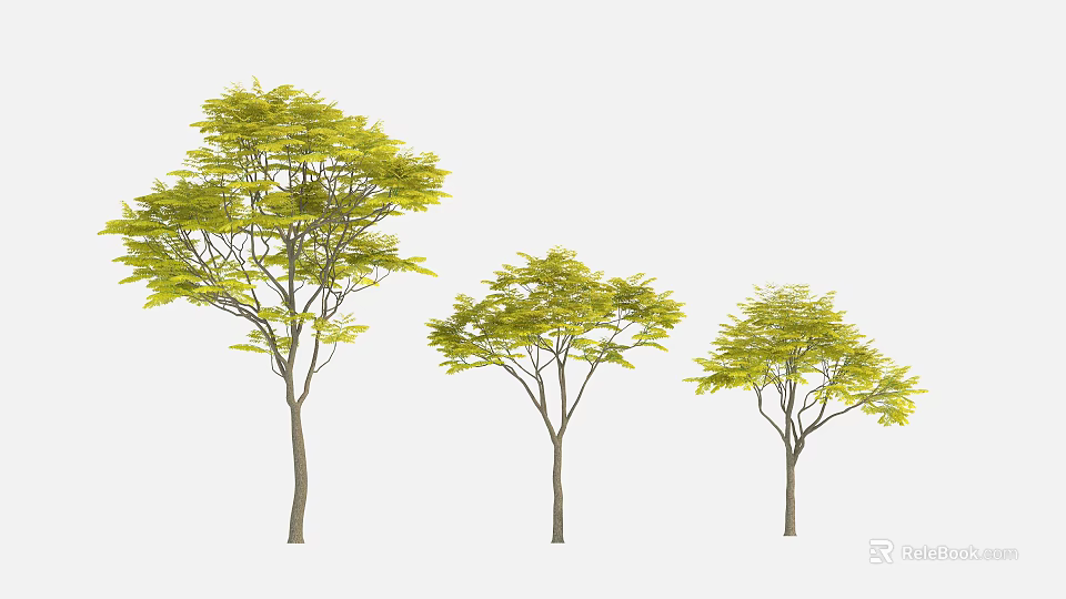 Three Arbor Trees with Green Leaves and Slender Trunks in Different Sizes 3d model