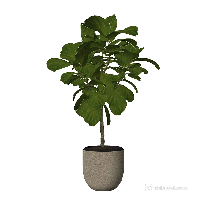 Lush Bonsai Plant With Large Green Leaves In Concrete Pot For Indoor Decoration 3d model 