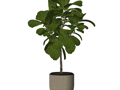 Lush Bonsai Plant With Large Green Leaves In Concrete Pot For Indoor Decoration 3d model