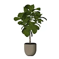 Lush Bonsai Plant With Large Green Leaves In Concrete Pot For Indoor Decoration