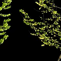 Four Arbor Trees in Different Foliage States with Blue Tripod Supports on Black Background