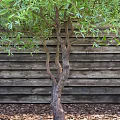 Lush Green Leafy Tree With Brown Trunk Against Wooden Fence