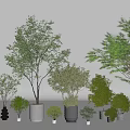 Potted Bonsai Plants With Various Sizes Lush Green Foliage And Decorative Pots