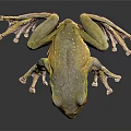Detailed Close Up View Of Vibrant Green Frog With Striking Red Eyes On Dark Background