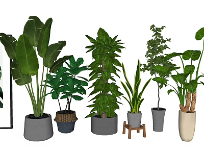 Various Indoor Potted Plants Featuring Green Leafy Foliage And Decorative Pots 3d model