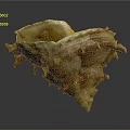 Conch Animal With Spiky Shell Textured Surface And Yellowish Brown Reddish Color