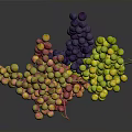 Colorful Grapes Bunch with Red Yellow Green and Purple Fruits on Dark Background