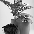 Potted Plants With Various Green Leafy Foliage In Black Pots For Indoor Decoration