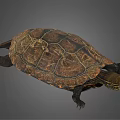 Brown Carapace Turtle With Intricate Patterns And Extended Limbs On Gray Background 3d model