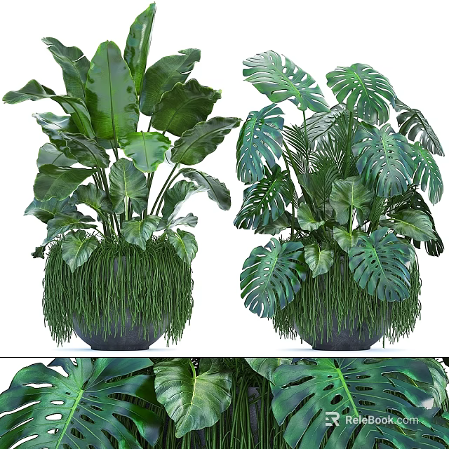 Natural Decorative Plant Arrangement With Large Green Leaves And Black Pots 3d model 