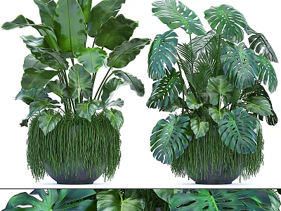 Natural Decorative Plant Arrangement With Large Green Leaves And Black Pots 3d model