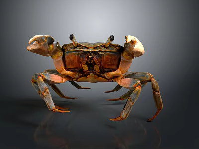 Crab With Detailed Orange Brown Shell Large Claws On Dark Surface 3d model