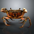 Crab With Detailed Orange Brown Shell Large Claws On Dark Surface