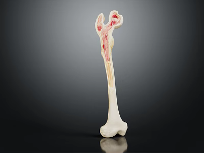 Detailed Human Bone Anatomical Model Showing Red Vessels And Internal Structure 3d model