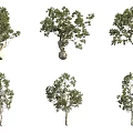Various Arbor Species With Diverse Canopy Shapes And Trunk Structures 3d model