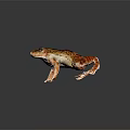 Vibrant Orange And Brown Spotted Frog Standing On Shiny Smooth Surface 3d model