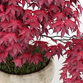 Potted Arbor With Lush Foliage Curved Trunk And Detailed Line Art Style