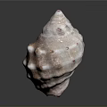 Pink And White Seashell With Textured Surface And Spiral Shape On Black Background