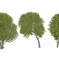 Three Green Arbor Trees With Lush Foliage And Different Canopy Shapes 3d model