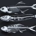 Medical Device 3D Fish Bone Skeletal Models for Anatomical Research and Study