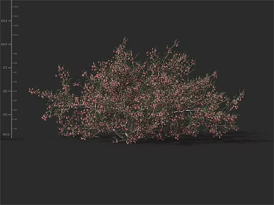 Vibrant Pink Flowering Shrub With Lush Green Foliage And Natural Growth Form 3d model
