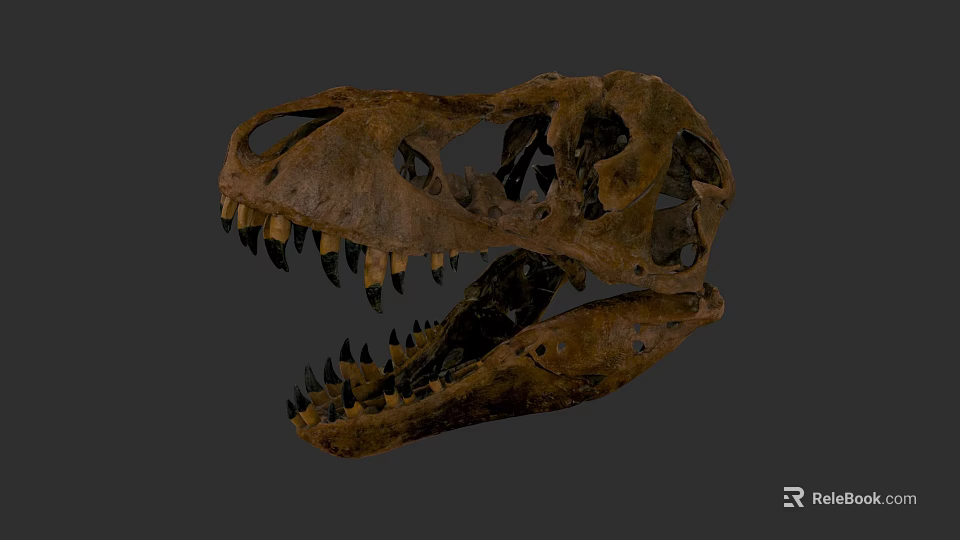 Detailed Reptile Dinosaur Skull Fossil With Ancient Brown Texture On Gray Background 3d model 