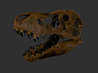 Detailed Reptile Dinosaur Skull Fossil With Ancient Brown Texture On Gray Background 3d model