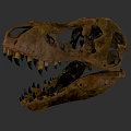 Detailed Reptile Dinosaur Skull Fossil With Ancient Brown Texture On Gray Background