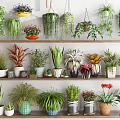 Bonsai Potted Plants Display With Hanging And Shelf Placed Various Types In Different Material Planters
