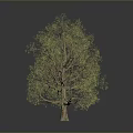 Green Leafy Tree with Brown Trunk and Lush Foliage on Gray Background