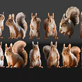 Various Reptile Species With Unique Physical Features In Natural Habitat