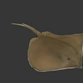 Stingray Swimming In Dark Underwater Environment With Flat Body And Long Tail
